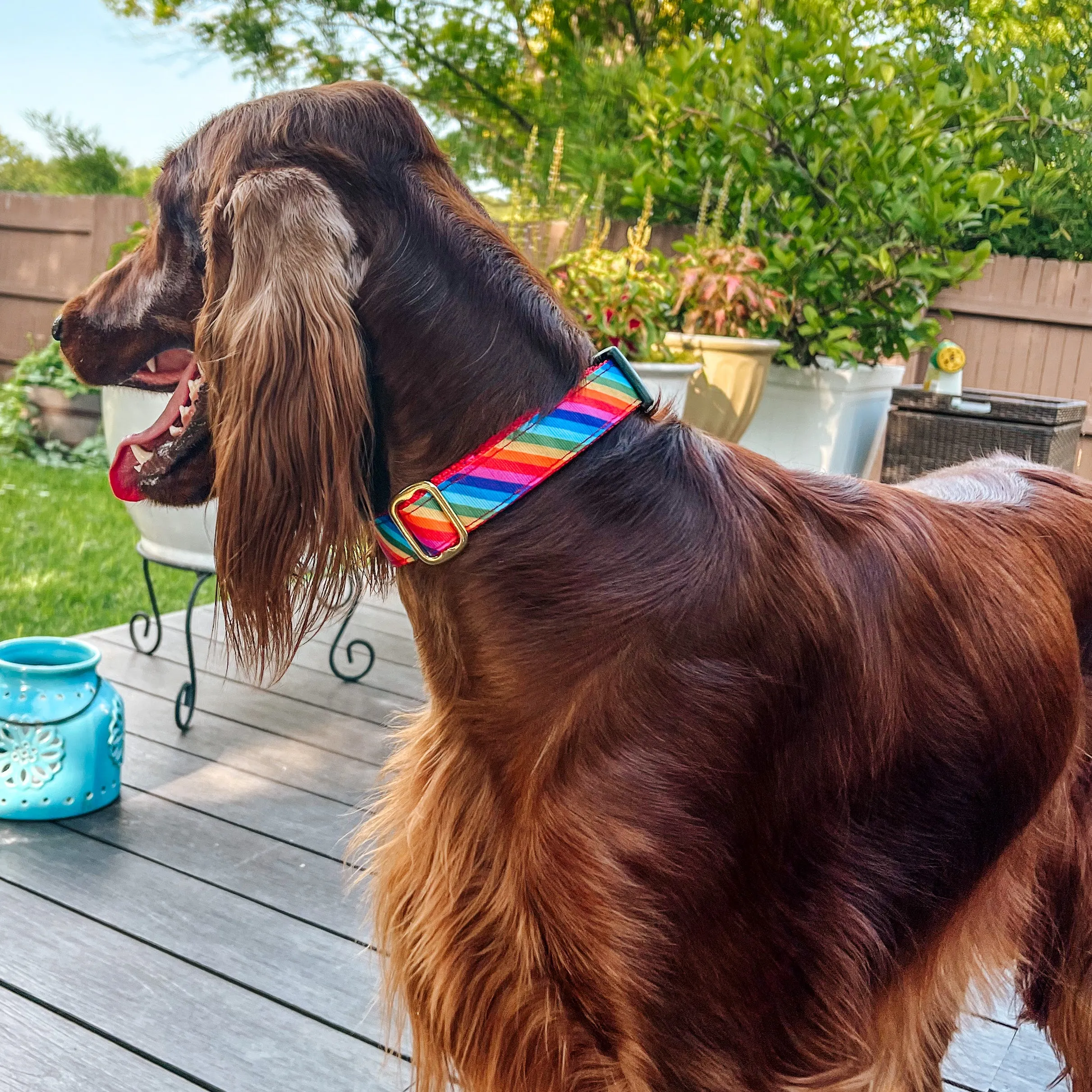 6 ft. Leash - Pride