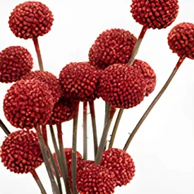 Red Glitter Craspedia Billy Balls